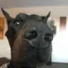 dannygiuliani - @dobieman12 - TikTok
