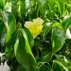 Nông Dân Garden - Facebook