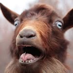 Dan Gleesack - @verydangleesack - Instagram