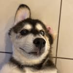DAN🐾 - @dan.goberian - Instagram