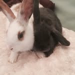 団子❤️ベリー🚹🇨🇦❤️ - @dango_berry - Instagram