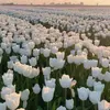dan_godinez - @dan_godinez - TikTok