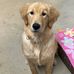 Dan Goehring - Facebook