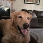 Dan Goffard - @dangoffard - Instagram