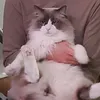 Dango Board Games Content - @dangogamesinc - TikTok