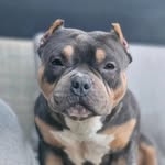 Dan Gold BullyYard - @dan_goldbullyyard - Instagram