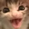 dang ol dingus - @dangoldingus - TikTok
