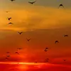 Ali Shaban - @dangress4 - TikTok