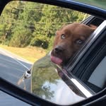 Dan Haig - @gizardlygizardry - Instagram