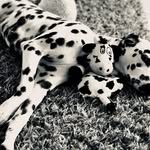 Daniel Halfmann - @halfmanndaniel - Instagram