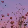 danhalmdny - @danha595 - TikTok