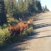 Dan Hammond - @dan.hammond53 - TikTok
