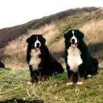 Dan Hansen - @danhansen06 - Instagram