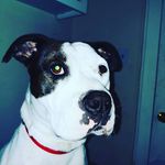 Dan hasty - @rheahasty - Instagram