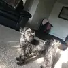 dannyheckman1 - @dannyheckman1 - TikTok