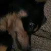 XD - @jdanheiser - TikTok