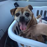 Dana Heitman - @dana.heitman66 - Instagram