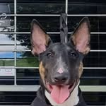 Dan Hellyer - @dan.hellyer1 - Instagram