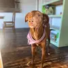 William the pupper - @danhemminger - TikTok