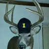 danhemminger633 - @danhemminger633 - TikTok