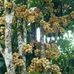 Kebun Jagung Dan Kakau Hendrick Bagaskara - Facebook