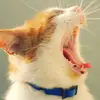 Dani hensel Cole o brabo - @brabohensel - TikTok