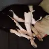 dan - @dan.hepburn - TikTok