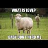 Dan Herd - @danherd8 - TikTok