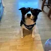 dan - @dan.herdman - TikTok