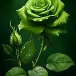 Danheritage creations - @danheritagecreations7289 - Instagram