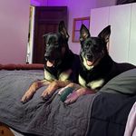 Dan Herrington - @danh12 - Instagram