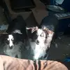 cute puppies - @dannyhershey179 - TikTok