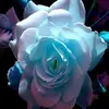 Danairy_love_hershey - @danairy_love_hershey - TikTok