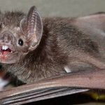 Dan Hester - @k_danimalia - Instagram