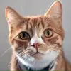 Dan Hitchcock - @danhitchcock - TikTok