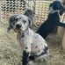 Great Dane Puppies Ready For Their New Homes - Facebook
