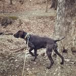 Dan Hooks - @k9_moris - Instagram