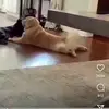 dan.hoops - @look.at_thisguy - TikTok