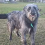 Dan Hou - @danhou74 - Instagram