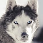Dan Houdek - @danny.husky - Instagram
