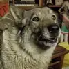Dan House - @dan.house6 - TikTok