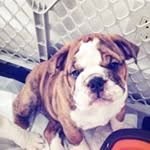 Dan - @danhovdenpetcureanlove - Instagram