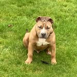 Dan Howley - @blue_the_classic - Instagram