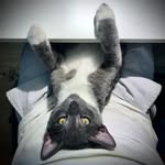 Dan Hüh - @chadcooter - Instagram