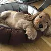 danny - @dannyhuizinga - TikTok