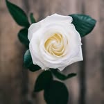 Dan Humble Van - @arungwaonyedikachi - Instagram