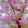 Dan Huoty - @dan.huoty - TikTok