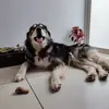 DanteSaurio - @dantesauriohuskey913 - TikTok