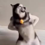 Huskey Dancer - @huskey.dancer - Instagram
