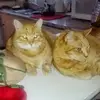 danaraejolin670 - @danaraejolin670 - TikTok